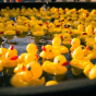 How to count ducks and not get&nbsp;lost